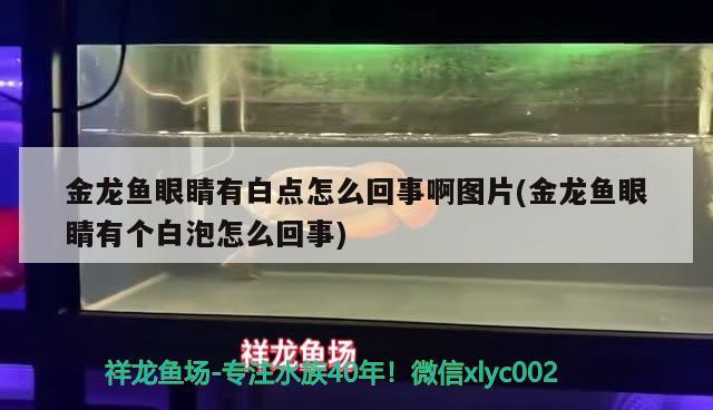 什么属相不能养龙鱼(养龙鱼真的可以改变风水吗) 鱼缸风水 第2张