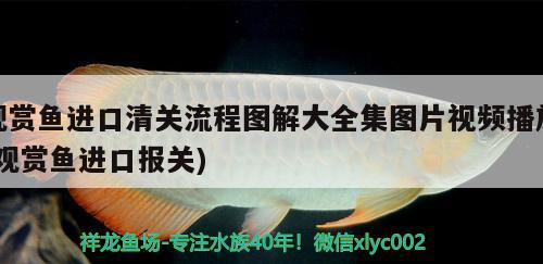 燕窝炖后可以放多久(燕窝炖完了可以放多久)