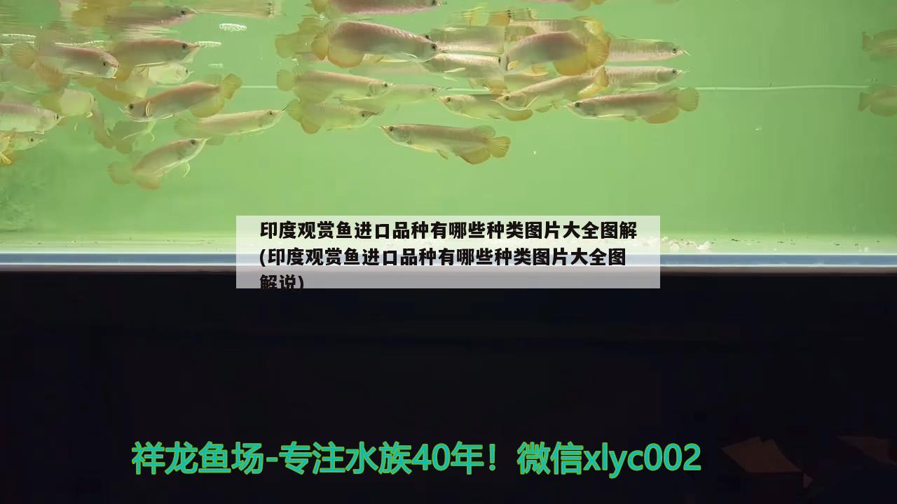 印度观赏鱼进口品种有哪些种类图片大全图解(印度观赏鱼进口品种有哪些种类图片大全图解说) 观赏鱼进出口