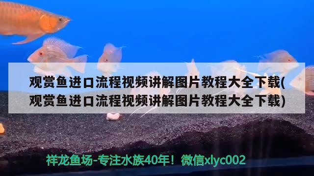 怎么做食品彩泥迷你的，如何用彩泥做甜品 观赏鱼 第2张