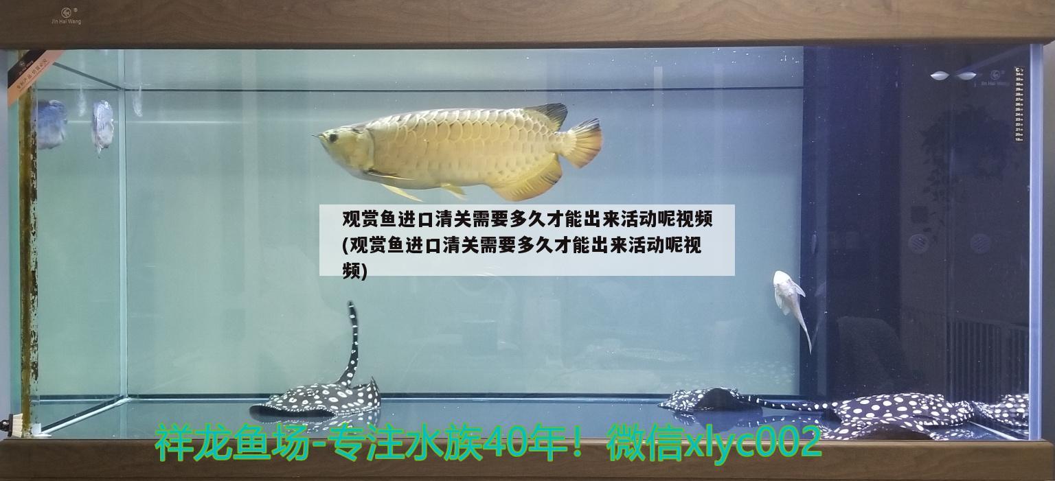 观赏鱼进口清关需要多久才能出来活动呢视频(观赏鱼进口清关需要多久才能出来活动呢视频)