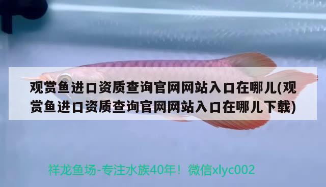 观赏鱼进口资质查询官网网站入口在哪儿(观赏鱼进口资质查询官网网站入口在哪儿下载) 观赏鱼进出口