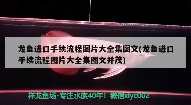 龙鱼进口手续流程图片大全集图文(龙鱼进口手续流程图片大全集图文并茂) 观赏鱼进出口