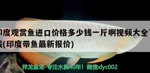 印度观赏鱼进口价格多少钱一斤啊视频大全下载(印度带鱼最新报价) 观赏鱼进出口