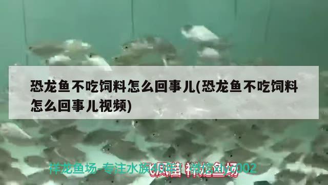 恐龙鱼不吃饲料怎么回事儿(恐龙鱼不吃饲料怎么回事儿视频) 养鱼知识