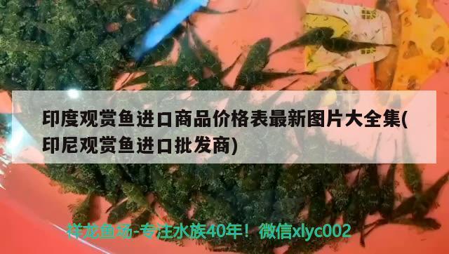 印度观赏鱼进口商品价格表最新图片大全集(印尼观赏鱼进口批发商)