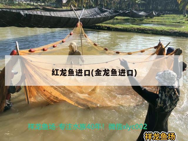 红龙鱼进口(金龙鱼进口) 观赏鱼进出口