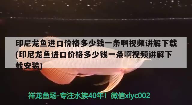 印尼龙鱼进口价格多少钱一条啊视频讲解下载(印尼龙鱼进口价格多少钱一条啊视频讲解下载安装) 观赏鱼进出口