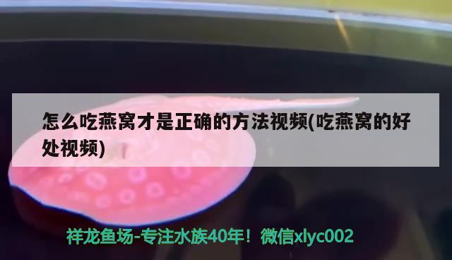 怎么吃燕窝才是正确的方法视频(吃燕窝的好处视频) 马来西亚燕窝