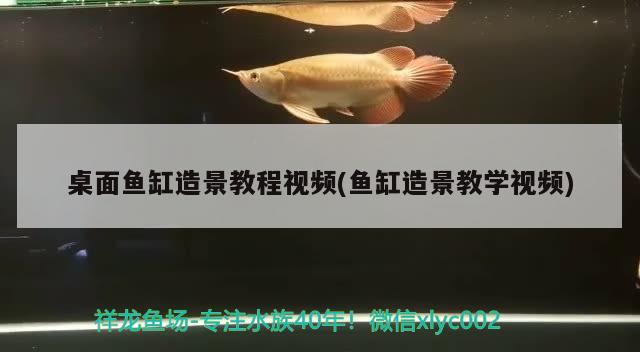 桌面鱼缸造景教程视频(鱼缸造景教学视频)