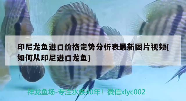 印尼龙鱼进口价格走势分析表最新图片视频(如何从印尼进口龙鱼) 观赏鱼进出口