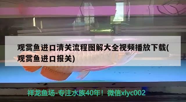 观赏鱼进口清关流程图解大全视频播放下载(观赏鱼进口报关)