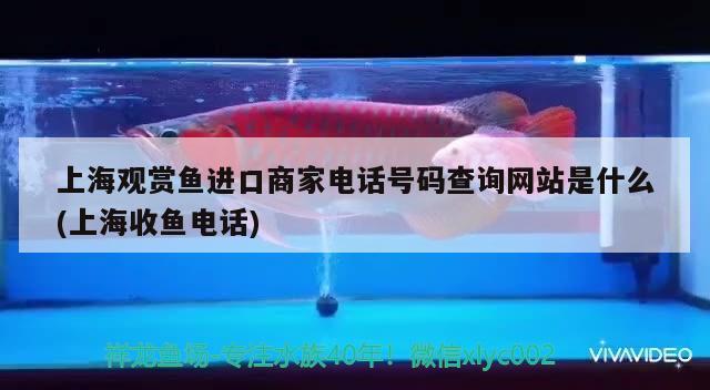 上海观赏鱼进口商家电话号码查询网站是什么(上海收鱼电话) 观赏鱼进出口