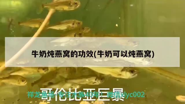 生物 麦肯斯银版鱼 第3张