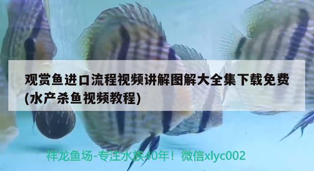 新款45cm东沙鸭嘴 水族维护服务（上门） 第2张