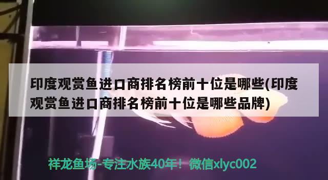 印度观赏鱼进口商排名榜前十位是哪些(印度观赏鱼进口商排名榜前十位是哪些品牌) 观赏鱼进出口