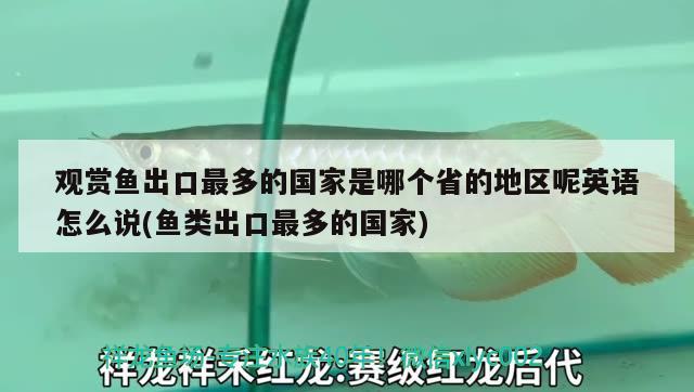 观赏鱼出口最多的国家是哪个省的地区呢英语怎么说(鱼类出口最多的国家) 观赏鱼进出口