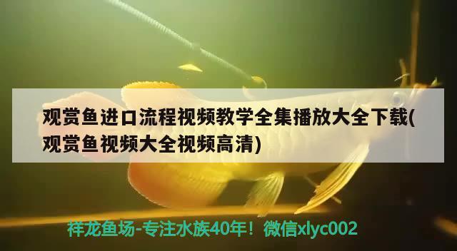 观赏鱼进口流程视频教学全集播放大全下载(观赏鱼视频大全视频高清)