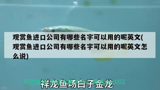 观赏鱼进口公司有哪些名字可以用的呢英文(观赏鱼进口公司有哪些名字可以用的呢英文怎么说)