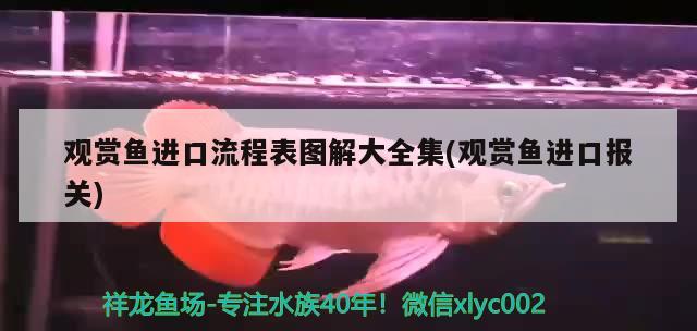 龙鱼进口手续流程视频教程下载软件安装(龙鱼进口手续流程视频教程下载软件安装)