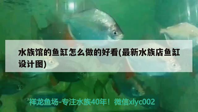 水族馆的鱼缸怎么做的好看(最新水族店鱼缸设计图) 印尼红龙鱼