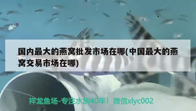 国内最大的燕窝批发市场在哪(中国最大的燕窝交易市场在哪) 马来西亚燕窝 第1张