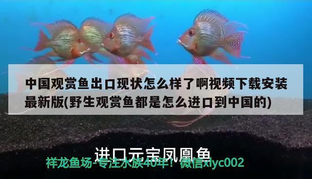 中国观赏鱼出口现状怎么样了啊视频下载安装最新版(野生观赏鱼都是怎么进口到中国的) 观赏鱼进出口