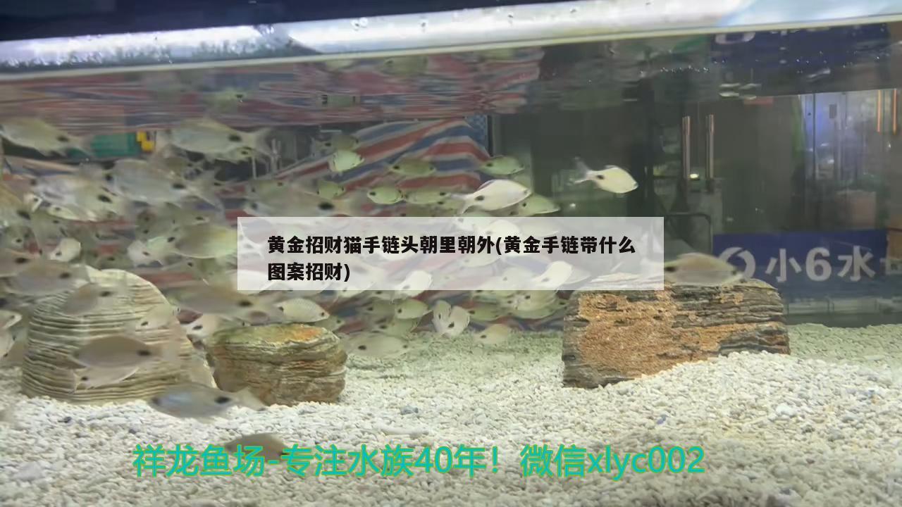 银色的燕鱼是什么品种(银色燕子鱼)