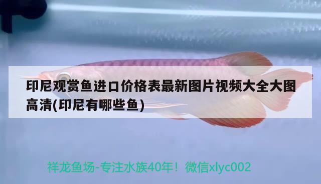 印尼观赏鱼进口价格表最新图片视频大全大图高清(印尼有哪些鱼) 观赏鱼进出口