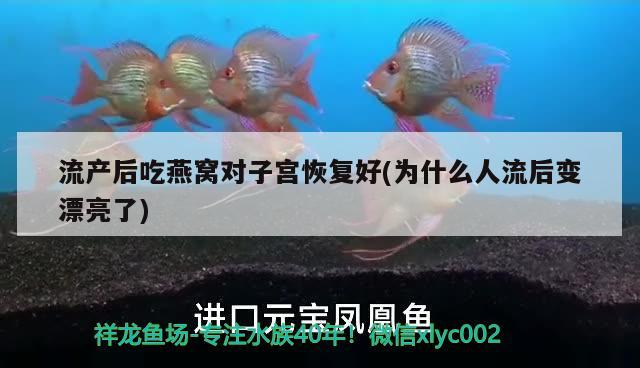 流产后吃燕窝对子宫恢复好(为什么人流后变漂亮了) 马来西亚燕窝