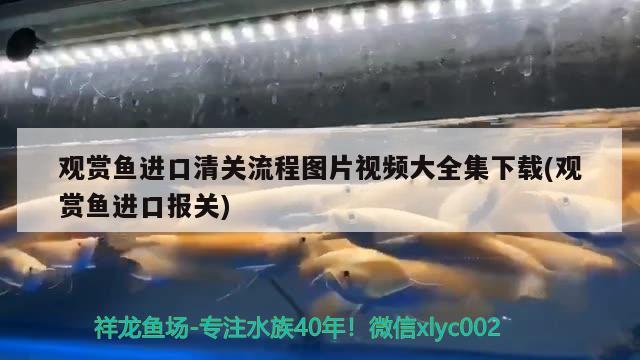 观赏鱼进口清关流程图片视频大全集下载(观赏鱼进口报关) 观赏鱼进出口