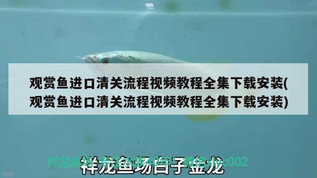 观赏鱼进口清关流程视频教程全集下载安装(观赏鱼进口清关流程视频教程全集下载安装) 观赏鱼进出口