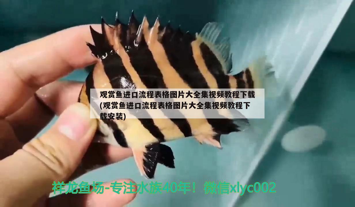 观赏鱼进口流程表格图片大全集视频教程下载(观赏鱼进口流程表格图片大全集视频教程下载安装)