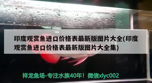 印度观赏鱼进口价格表最新版图片大全(印度观赏鱼进口价格表最新版图片大全集)