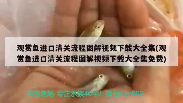 观赏鱼进口清关流程图解视频下载大全集(观赏鱼进口清关流程图解视频下载大全集免费) 观赏鱼进出口