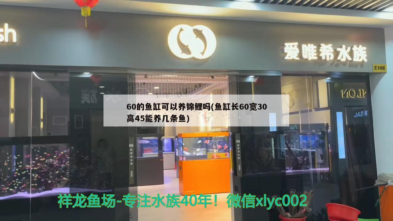 60的鱼缸可以养锦鲤吗(鱼缸长60宽30高45能养几条鱼) 祥龙超血红龙鱼