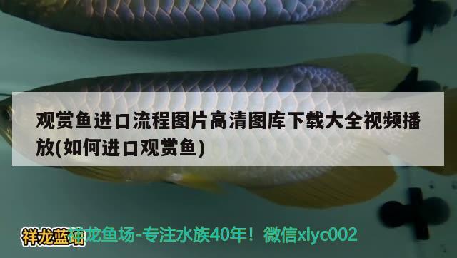 观赏鱼进口流程图片高清图库下载大全视频播放(如何进口观赏鱼) 观赏鱼进出口