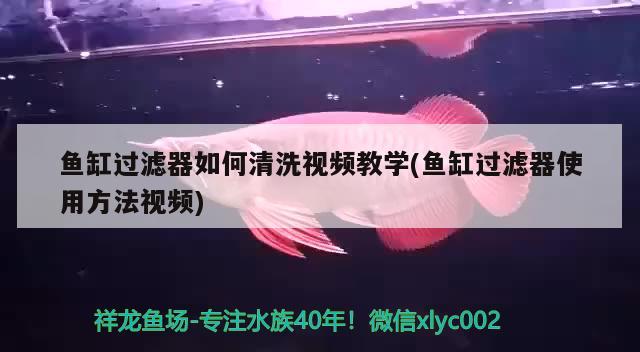 鱼缸过滤器如何清洗视频教学(鱼缸过滤器使用方法视频) 苏虎苗（苏门答腊虎鱼苗）