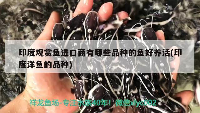 印度观赏鱼进口商有哪些品种的鱼好养活(印度洋鱼的品种) 观赏鱼进出口