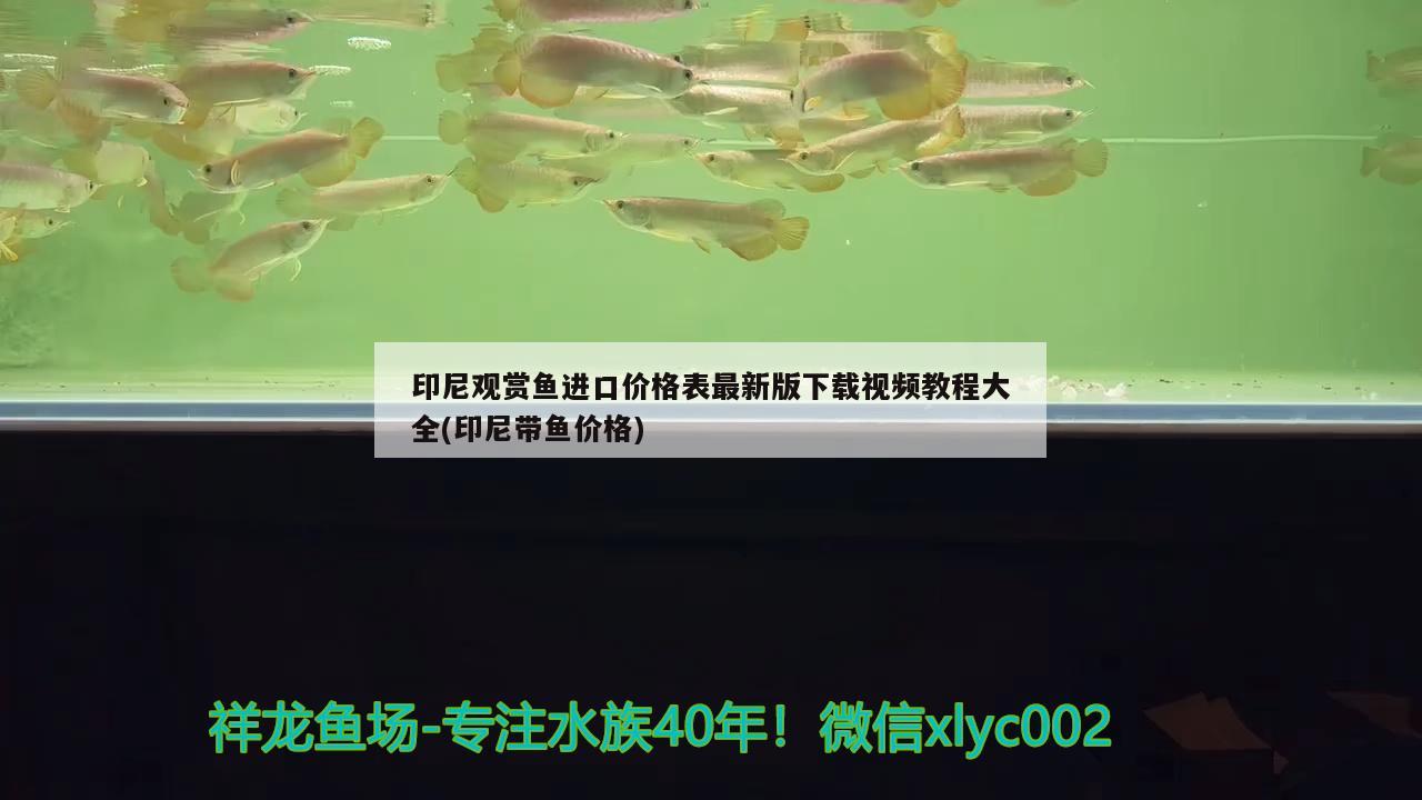 印尼观赏鱼进口价格表最新版下载视频教程大全(印尼带鱼价格) 观赏鱼进出口