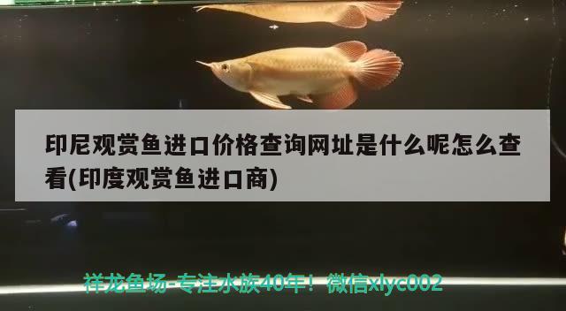 印尼观赏鱼进口价格查询网址是什么呢怎么查看(印度观赏鱼进口商)