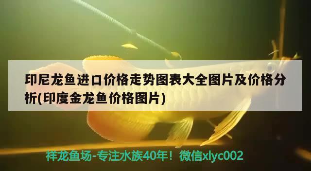 印尼龙鱼进口价格走势图表大全图片及价格分析(印度金龙鱼价格图片) 观赏鱼进出口