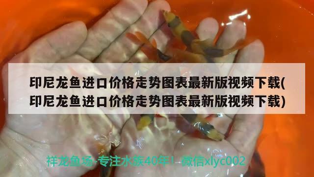 印尼龙鱼进口价格走势图表最新版视频下载(印尼龙鱼进口价格走势图表最新版视频下载) 观赏鱼进出口