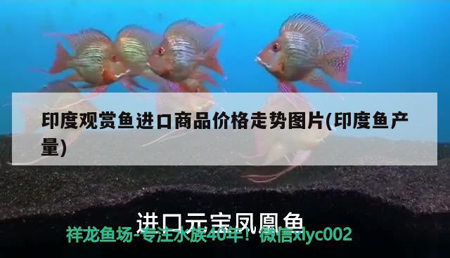 黄冈观赏鱼苗批发金鱼市场地址电话多少 湖北黄冈鱼苗批发市场