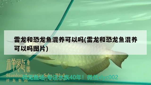 黄颡鱼能养在鱼缸吗视频教程：黄颡鱼能养活吗 广州水族批发市场 第2张