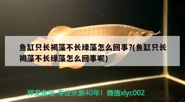 黄颡鱼能养在鱼缸吗视频教程：黄颡鱼能养活吗 广州水族批发市场 第1张