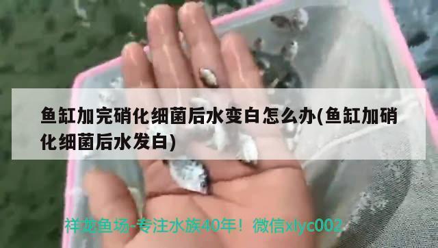 鱼缸加完硝化细菌后水变白怎么办(鱼缸加硝化细菌后水发白)