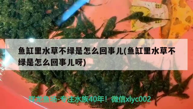 鱼缸里水草不绿是怎么回事儿(鱼缸里水草不绿是怎么回事儿呀)