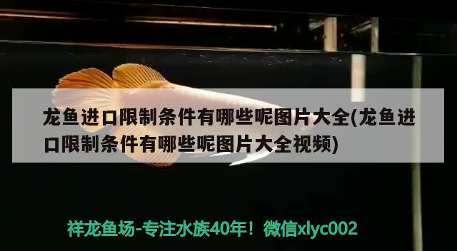 龙鱼进口限制条件有哪些呢图片大全(龙鱼进口限制条件有哪些呢图片大全视频) 观赏鱼进出口