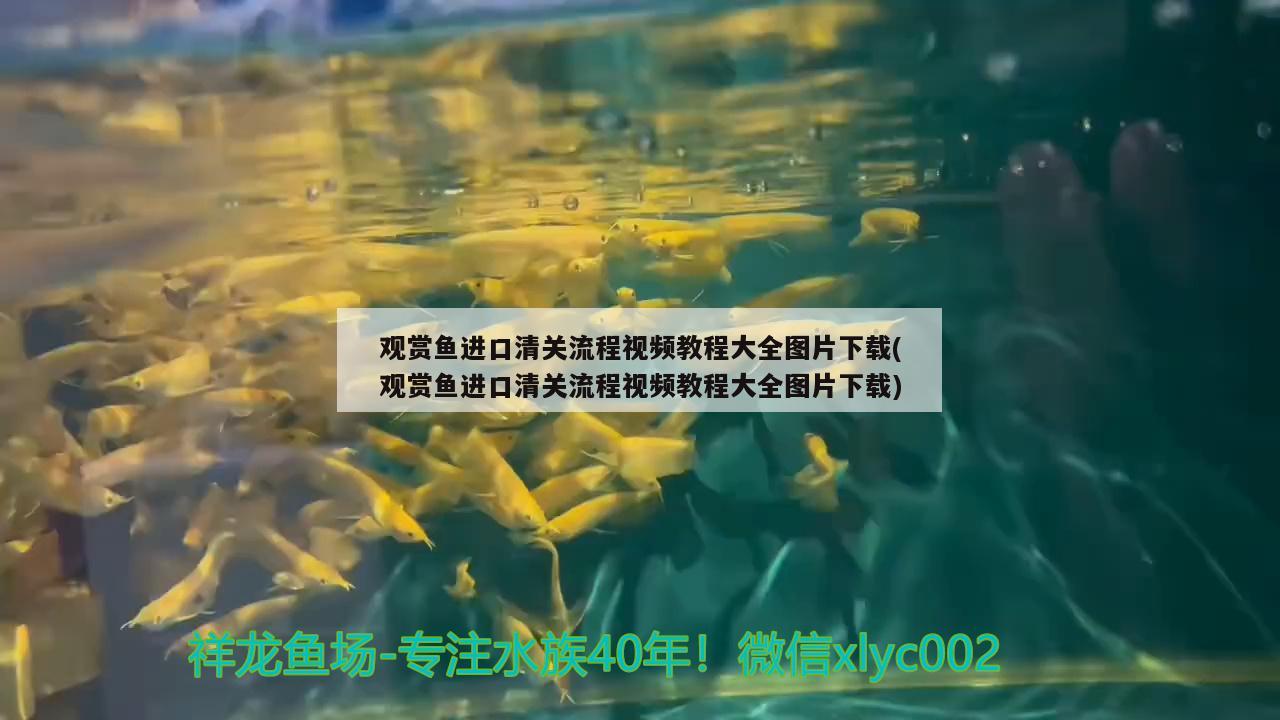 观赏鱼进口清关流程视频教程大全图片下载(观赏鱼进口清关流程视频教程大全图片下载)